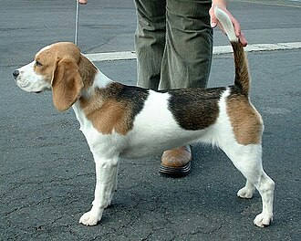 米格魯犬｜品種介紹與待認養