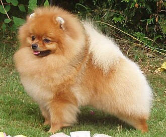 博美犬｜品種介紹與待認養