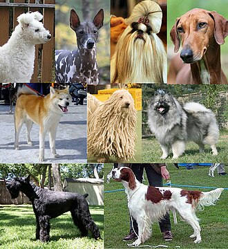 泰國脊背犬(泰皇犬)｜品種介紹與待認養