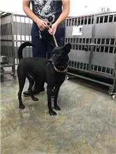 新北市已領養狗 混種犬