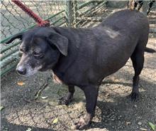 台北市已領養狗 混種犬