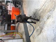 新北市已領養狗 混種犬