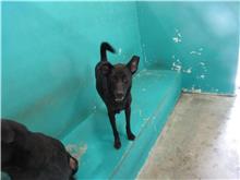 新竹市已領養狗 混種犬