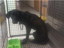 金門縣已領養狗 混種犬