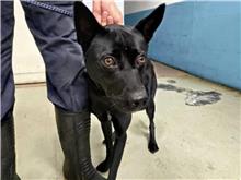 台北市已領養狗 混種犬