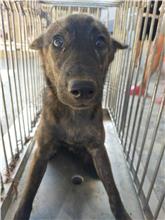 澎湖縣已領養狗 混種犬