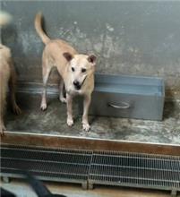 新北市已領養狗 混種犬