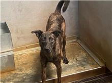 新北市已領養狗 混種犬