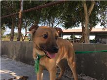 金門縣已領養狗 混種犬