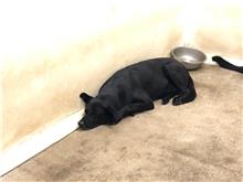 台北市已領養狗 混種犬