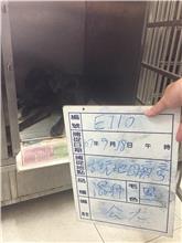 雲林縣已領養狗 混種犬