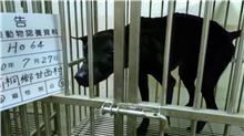 雲林縣已領養狗 混種犬