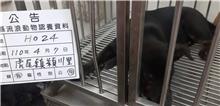 雲林縣已領養狗 混種犬