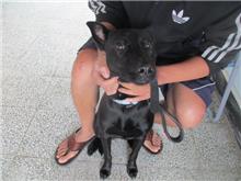 桃園市已領養狗 混種犬