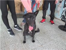 桃園市已領養狗 混種犬