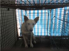 桃園市已領養狗 混種犬