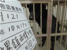 雲林縣已領養狗 混種犬