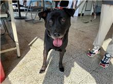 桃園市已領養狗 混種犬