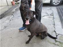 南投縣已領養狗 混種犬