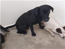 台北市已領養狗 混種犬