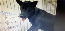 雲林縣已領養狗 混種犬