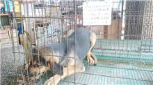 雲林縣已領養狗 混種犬