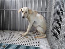 南投縣已領養狗 混種犬