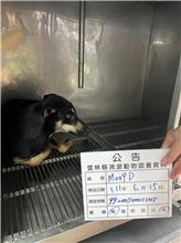 雲林縣已領養狗 混種犬