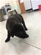 金門縣已領養狗 混種犬
