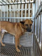 澎湖縣已領養狗 混種犬
