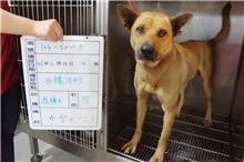 雲林縣已領養狗 混種犬