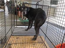 桃園市已領養狗 混種犬