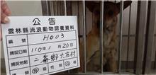 雲林縣已領養狗 混種犬