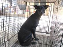 桃園市已領養狗 混種犬
