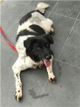 南投縣已領養狗 混種犬