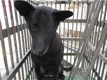 桃園市已領養狗 混種犬
