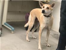 台北市已領養狗 混種犬