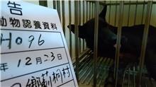 雲林縣已領養狗 混種犬