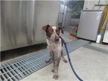 新北市已領養狗 混種犬