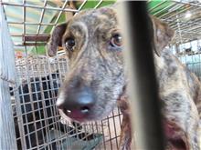 台南市待認養狗｜混種犬｜虎斑色｜公