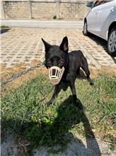 金門縣已領養狗 混種犬