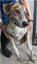 花蓮縣已領養狗 混種犬