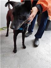新北市已領養狗 混種犬