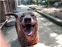 台北市已領養狗 混種犬
