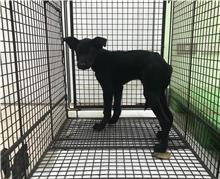 金門縣已領養狗 混種犬