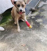 新北市已領養狗 混種犬