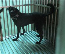 南投縣已領養狗 混種犬