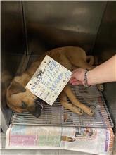 雲林縣已領養狗 混種犬