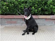 南投縣已領養狗 混種犬