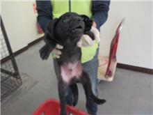 桃園市已領養狗 混種犬